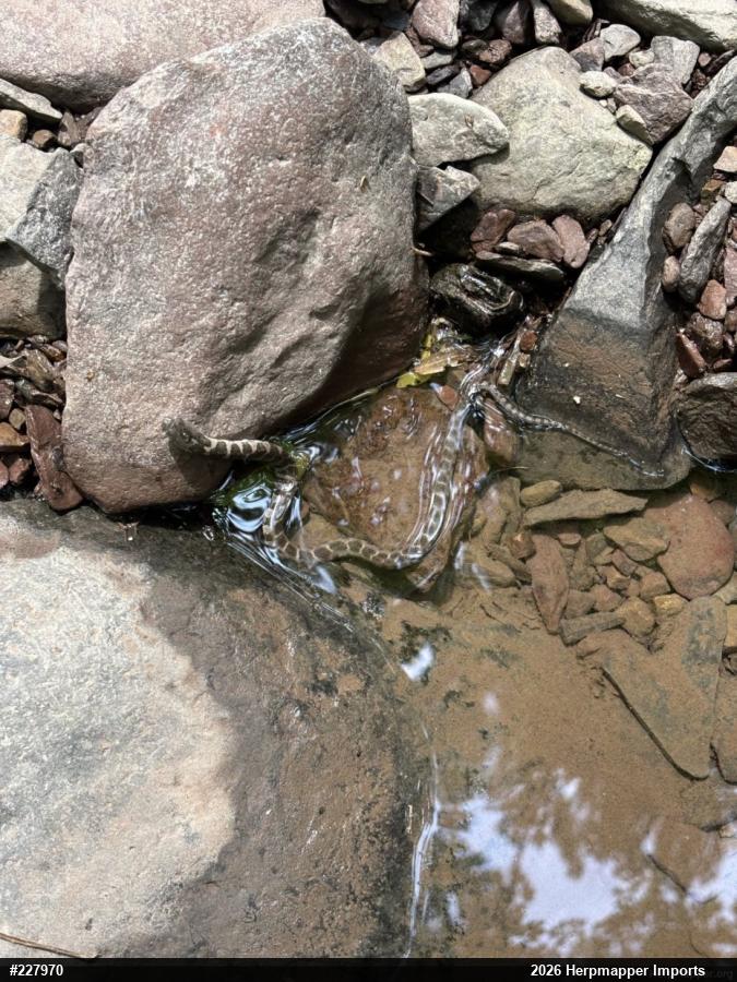 Northern Watersnake