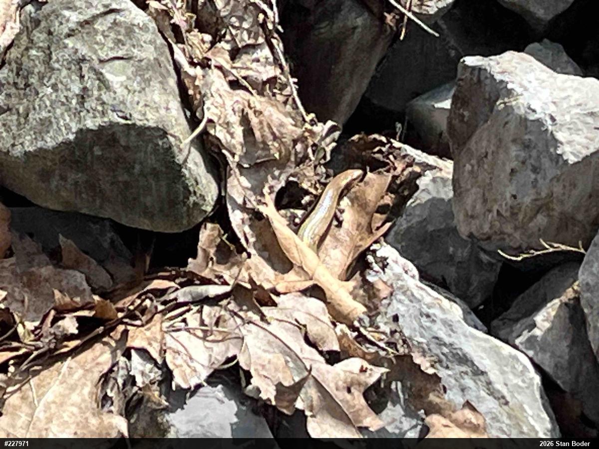 Northern Coal Skink