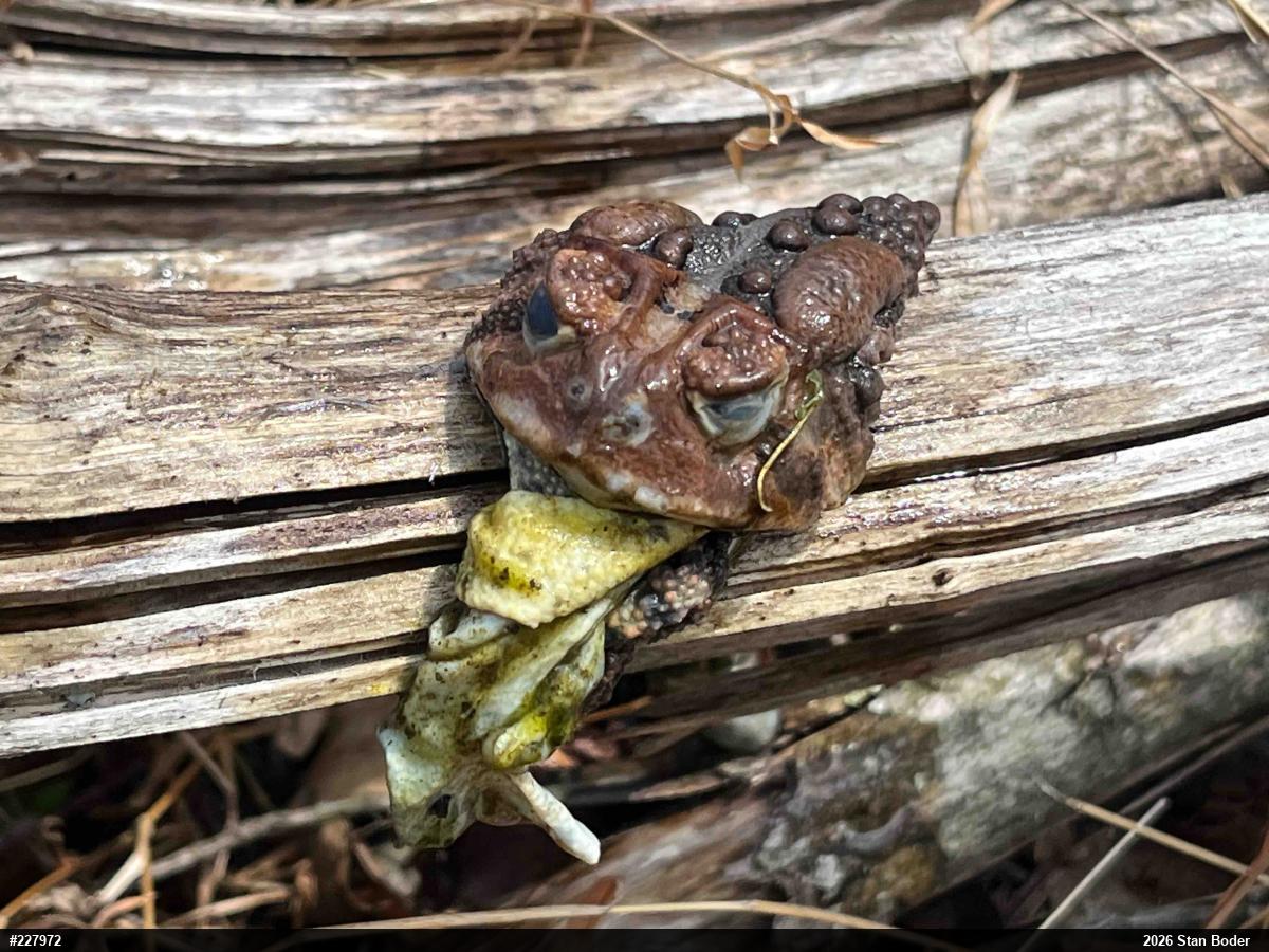 Eastern American Toad