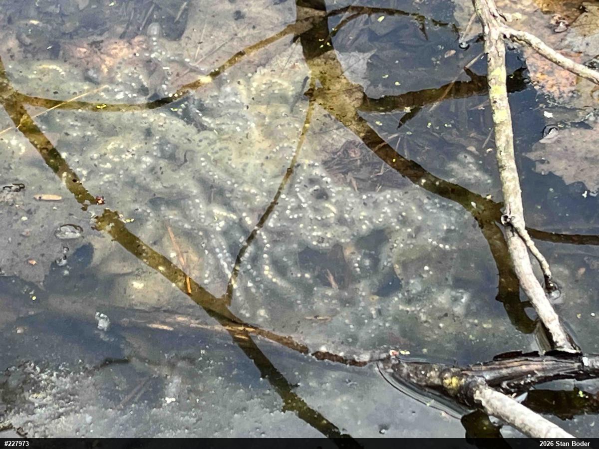 Eastern American Toad