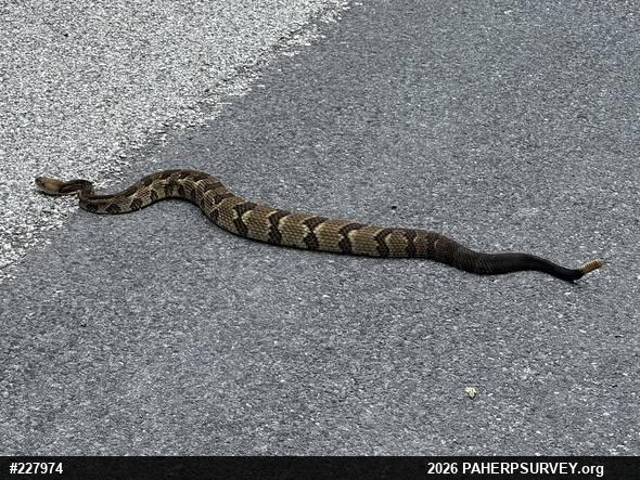 Timber Rattlesnake