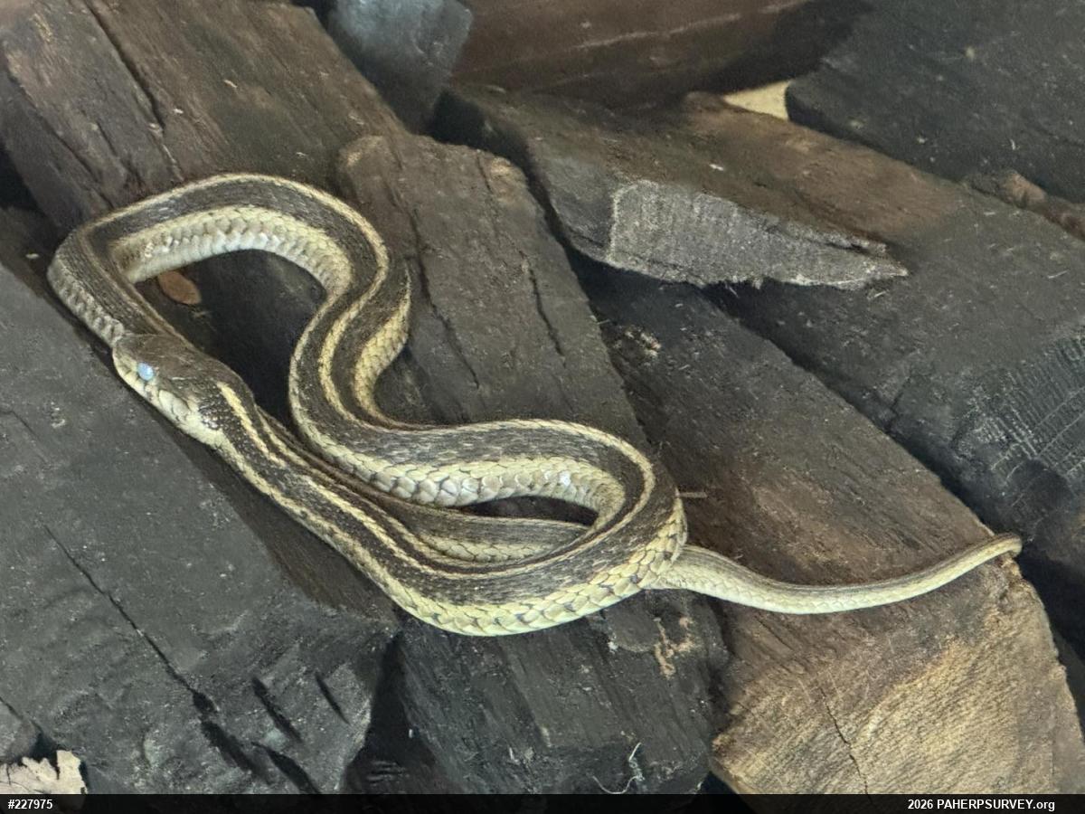 Eastern Gartersnake