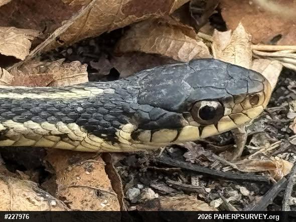Eastern Gartersnake