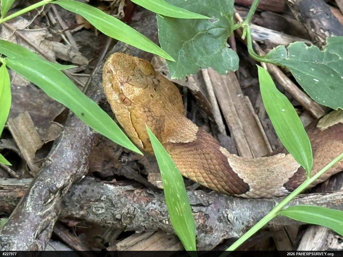 Northern Copperhead