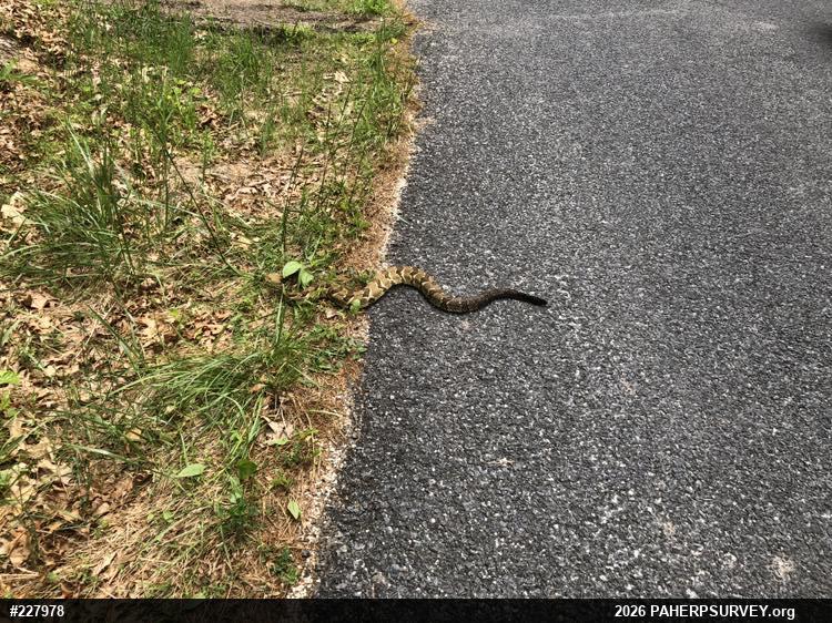 Timber Rattlesnake