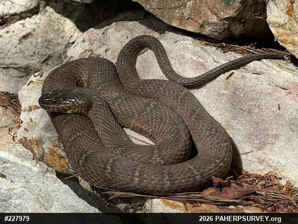Northern Watersnake