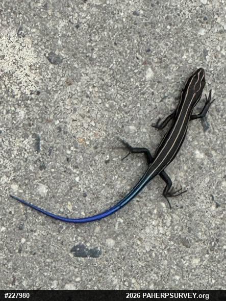 Common Five-lined Skink