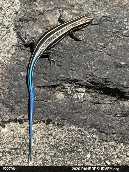 Common Five-lined Skink