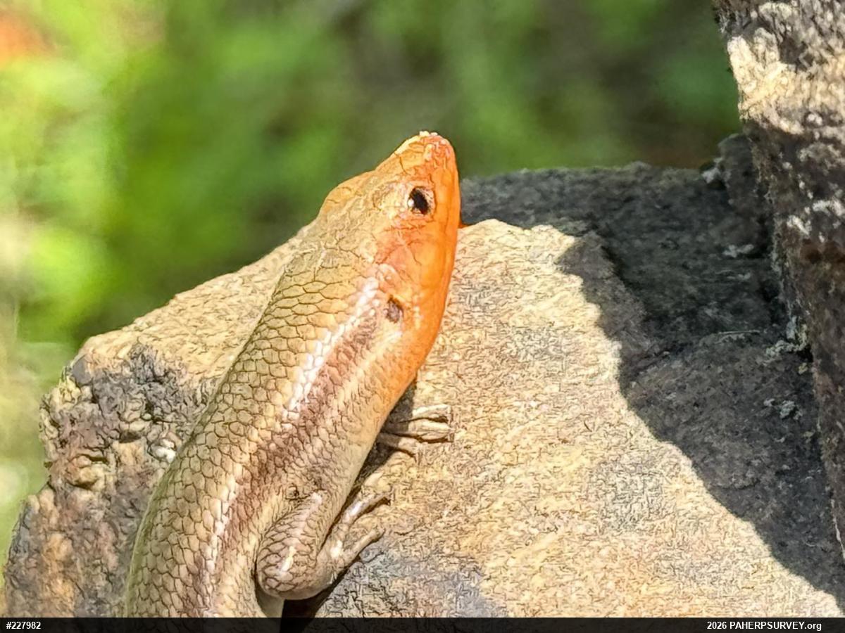 Common Five-lined Skink