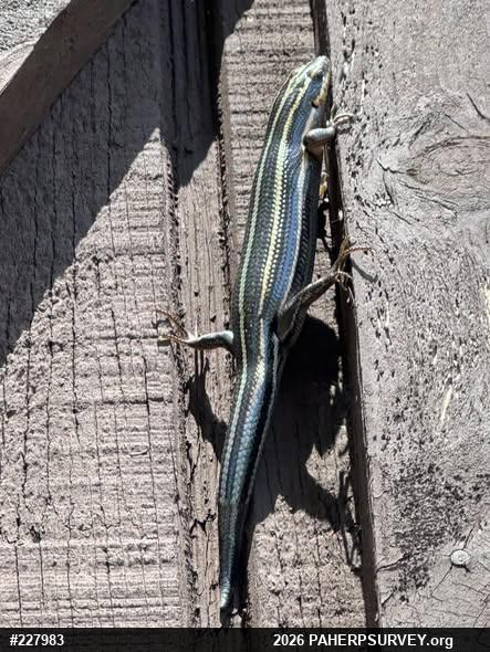 Common Five-lined Skink
