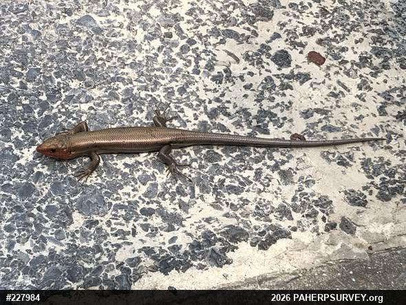 Broad-headed Skink