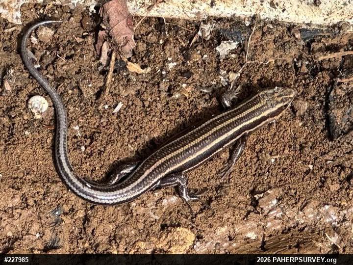 Common Five-lined Skink