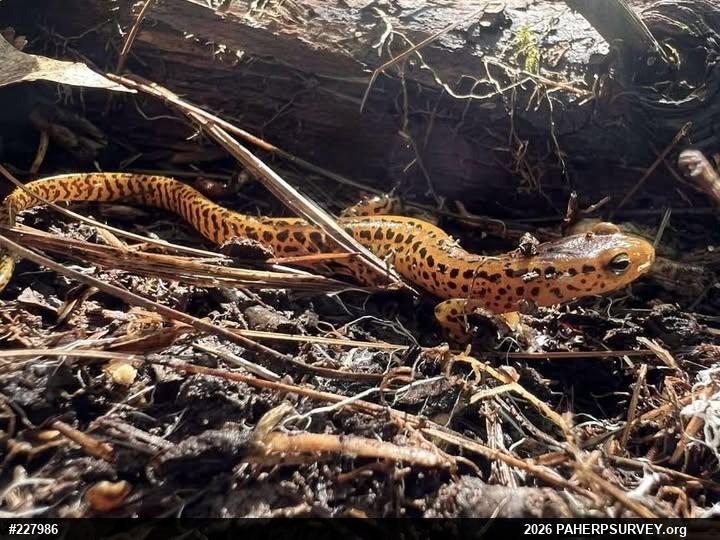 Eastern Long-tailed Salamander