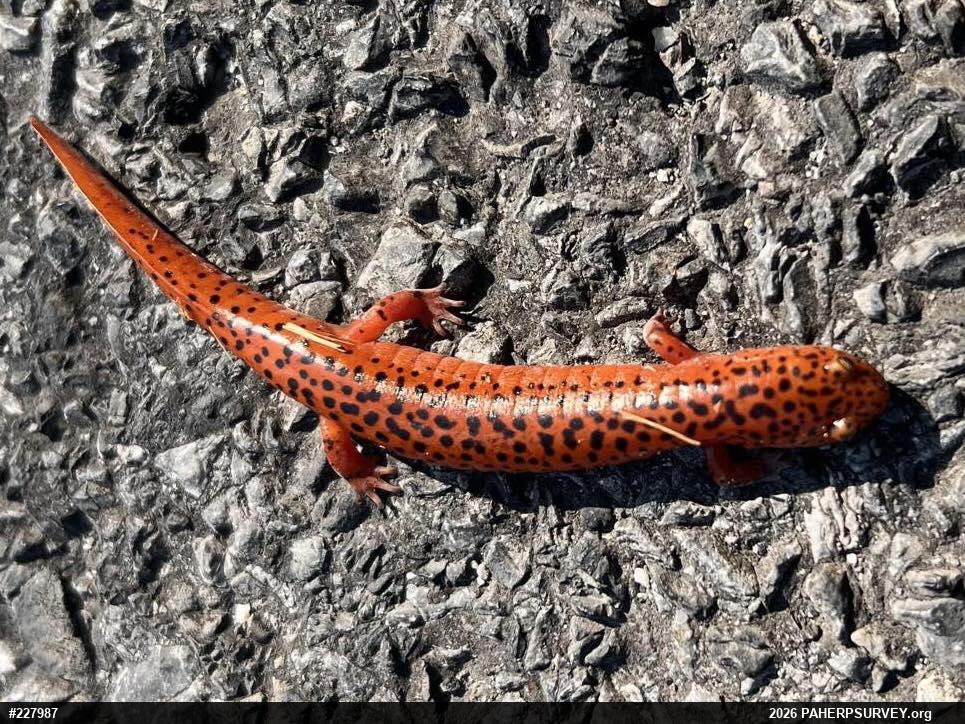 Northern Red Salamander