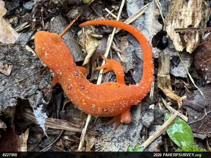 Red-spotted Newt