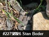 Timber Rattlesnake