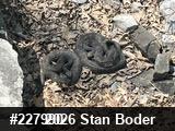 Timber Rattlesnake