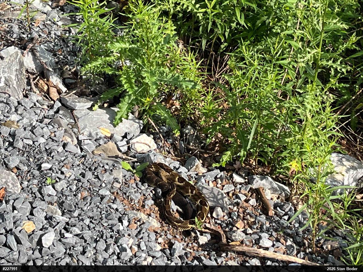Timber Rattlesnake