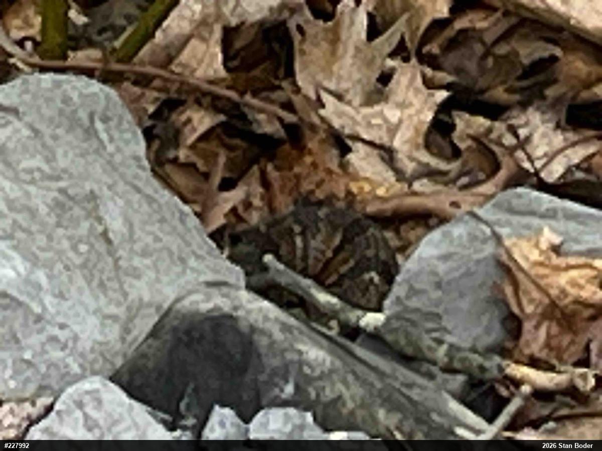 Timber Rattlesnake