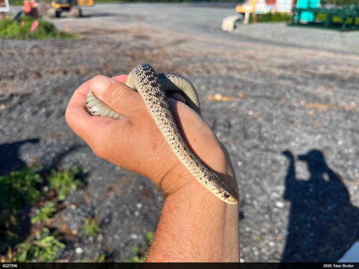 Eastern Gartersnake