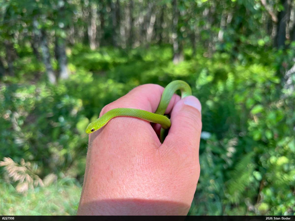 Smooth Greensnake