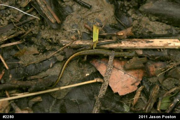 Northern Two-lined Salamander