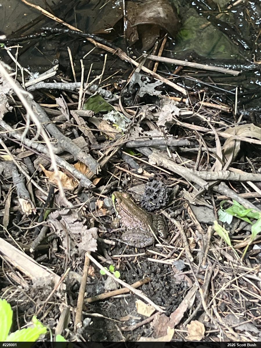 Green Frog