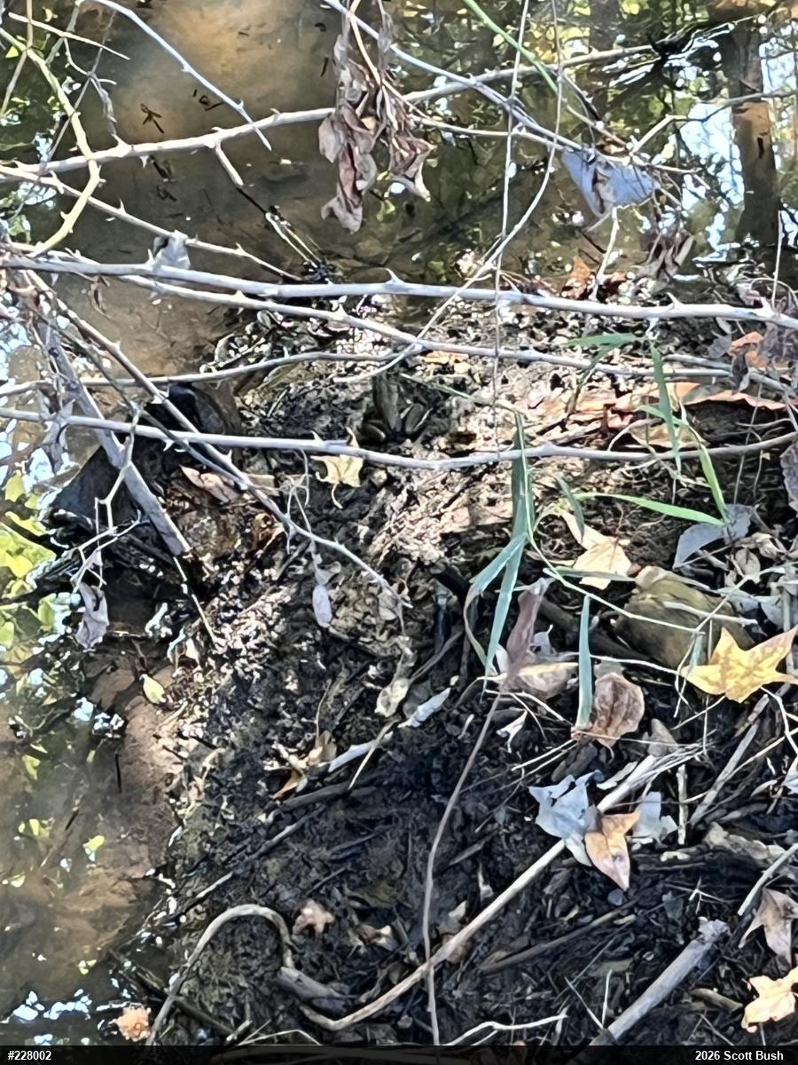 American Bullfrog