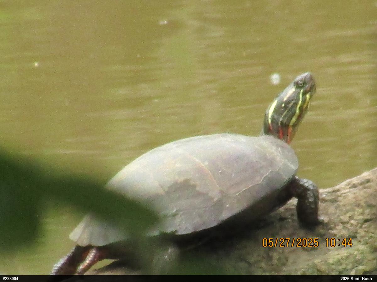 Eastern Painted Turtle