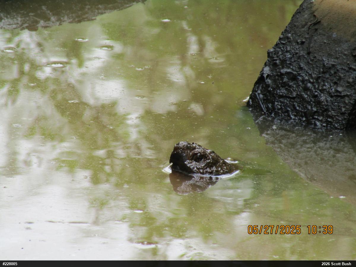 Snapping Turtle