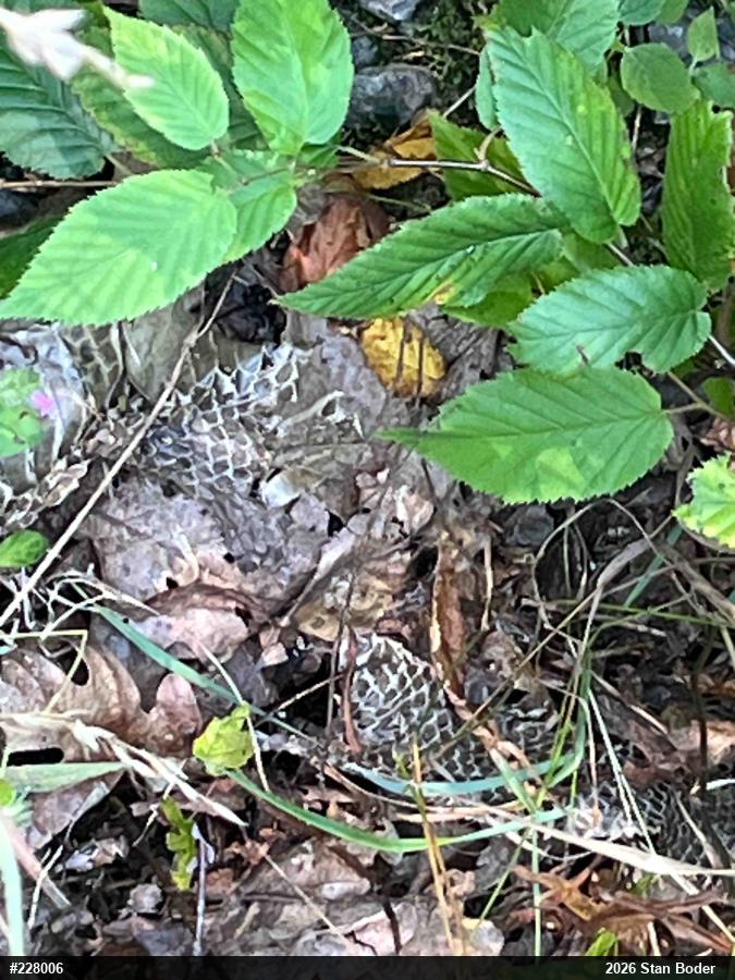 Timber Rattlesnake