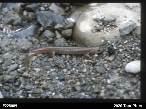 Northern Spring Salamander