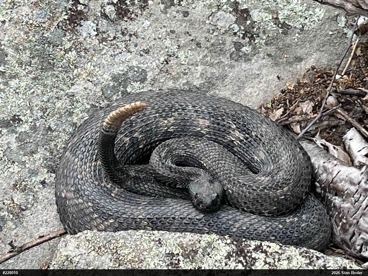 Timber Rattlesnake
