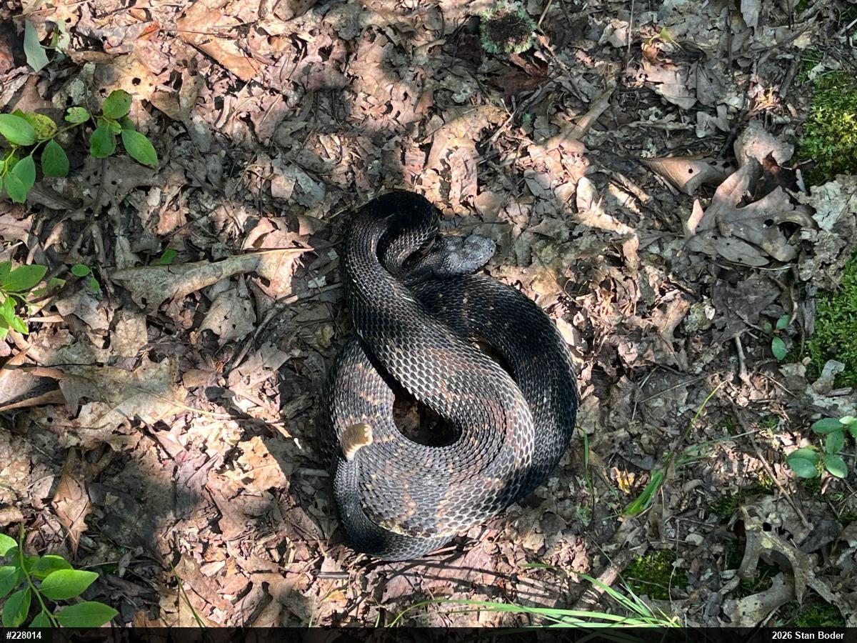 Timber Rattlesnake