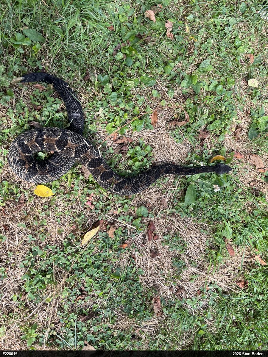 Timber Rattlesnake