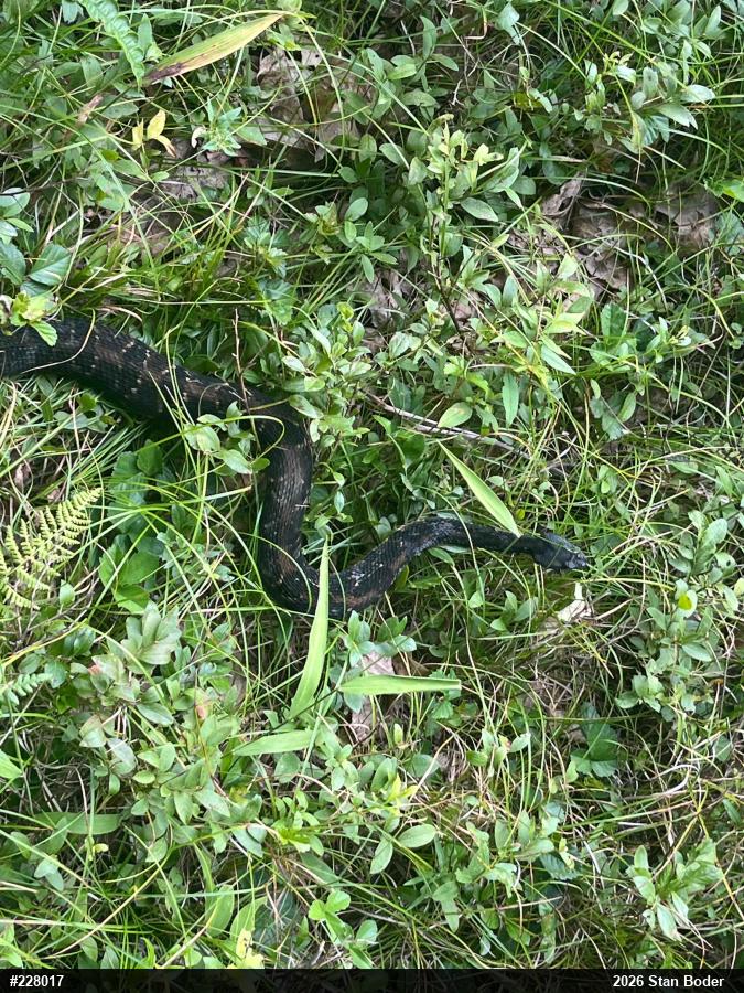 Timber Rattlesnake