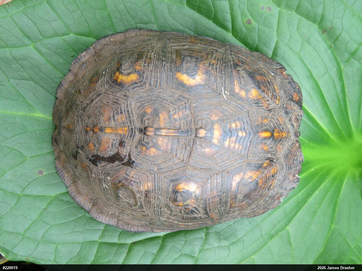 Eastern Box Turtle
