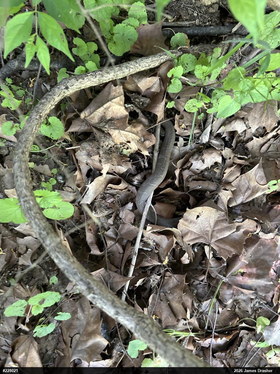 Northern Watersnake