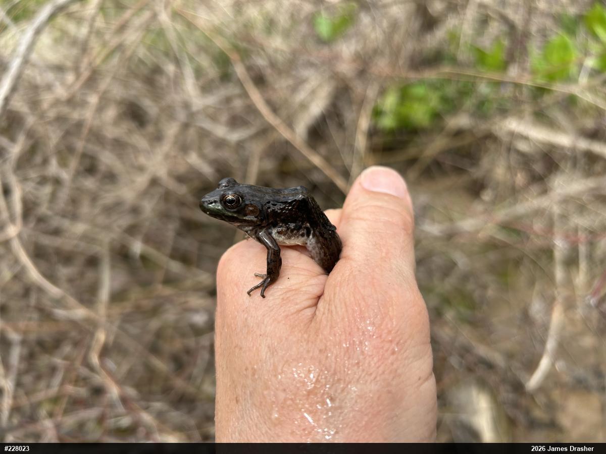 Green Frog