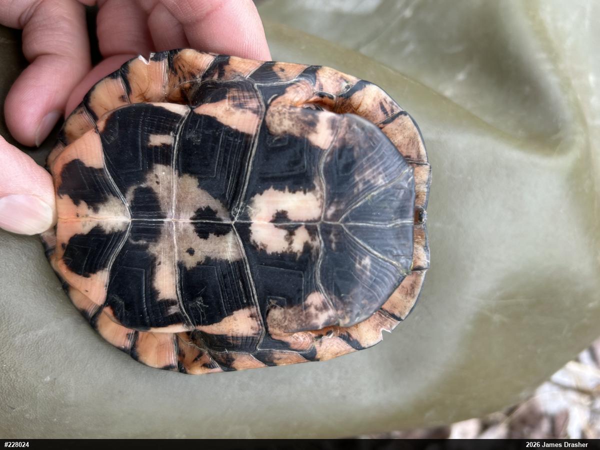 Spotted Turtle
