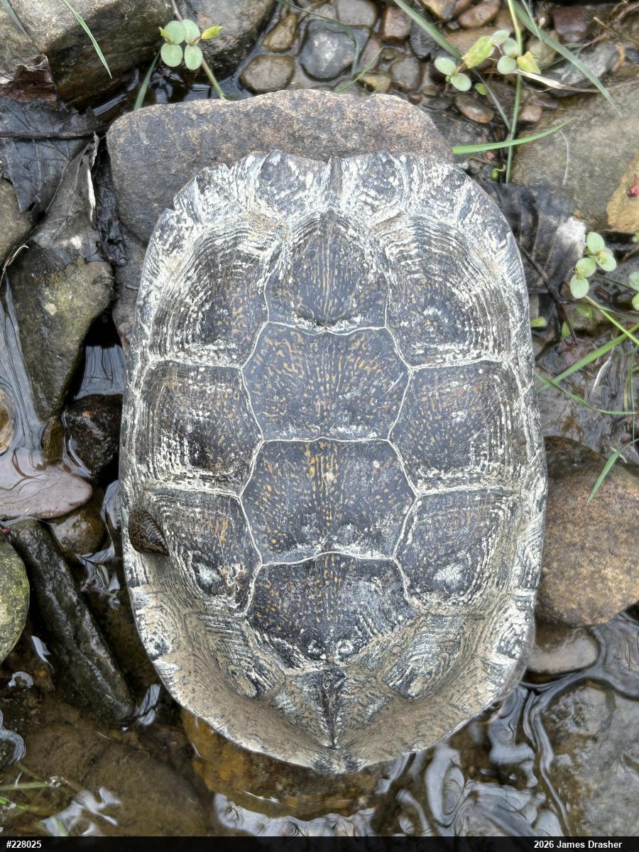 Wood Turtle