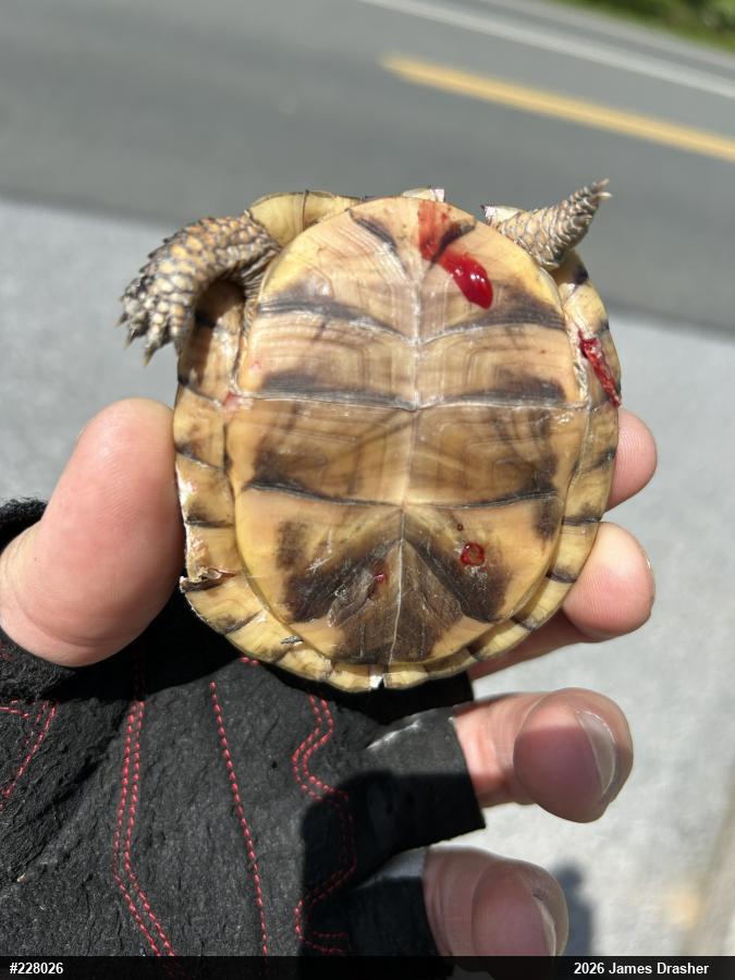 Eastern Box Turtle