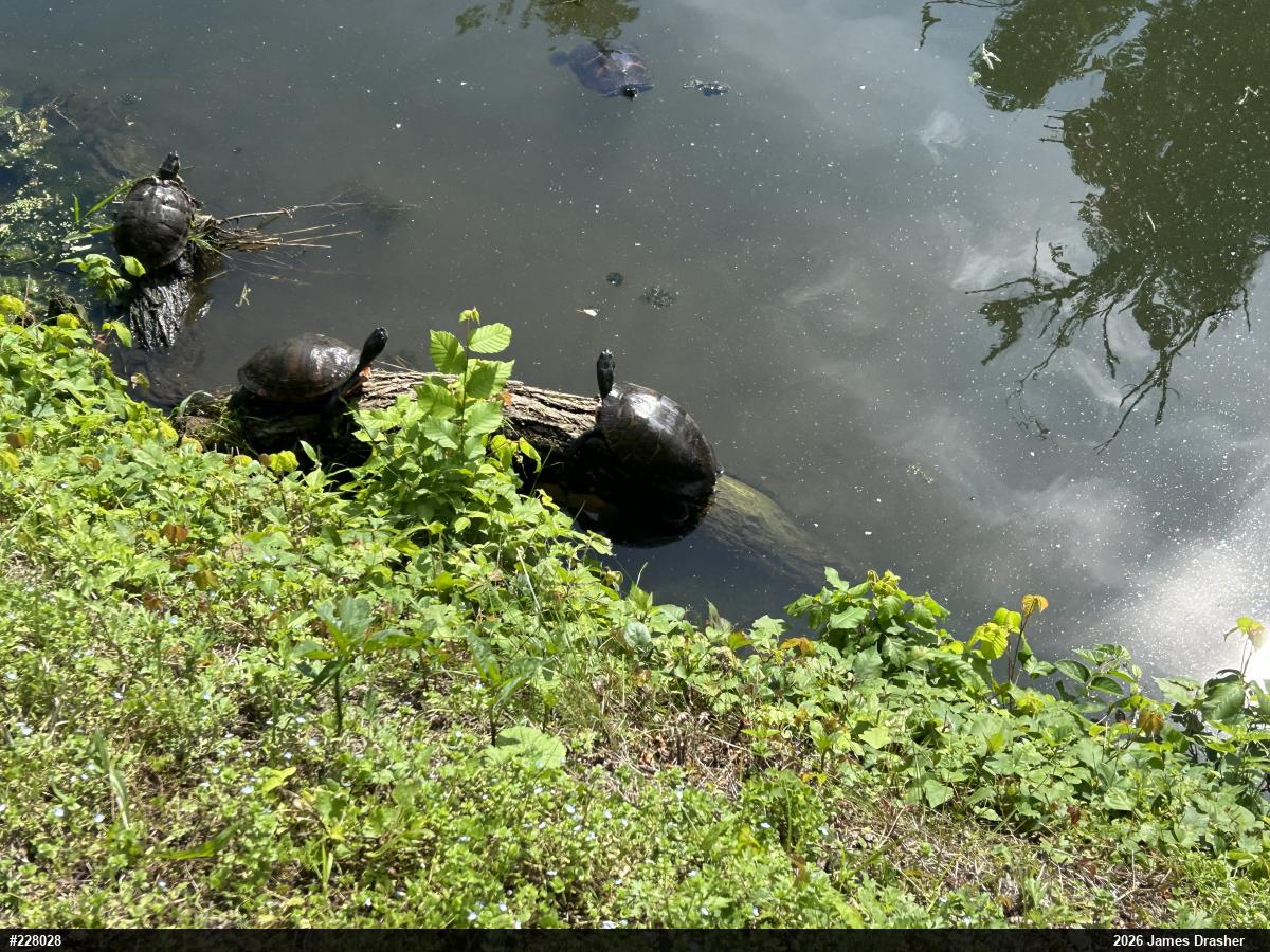 Pond Slider