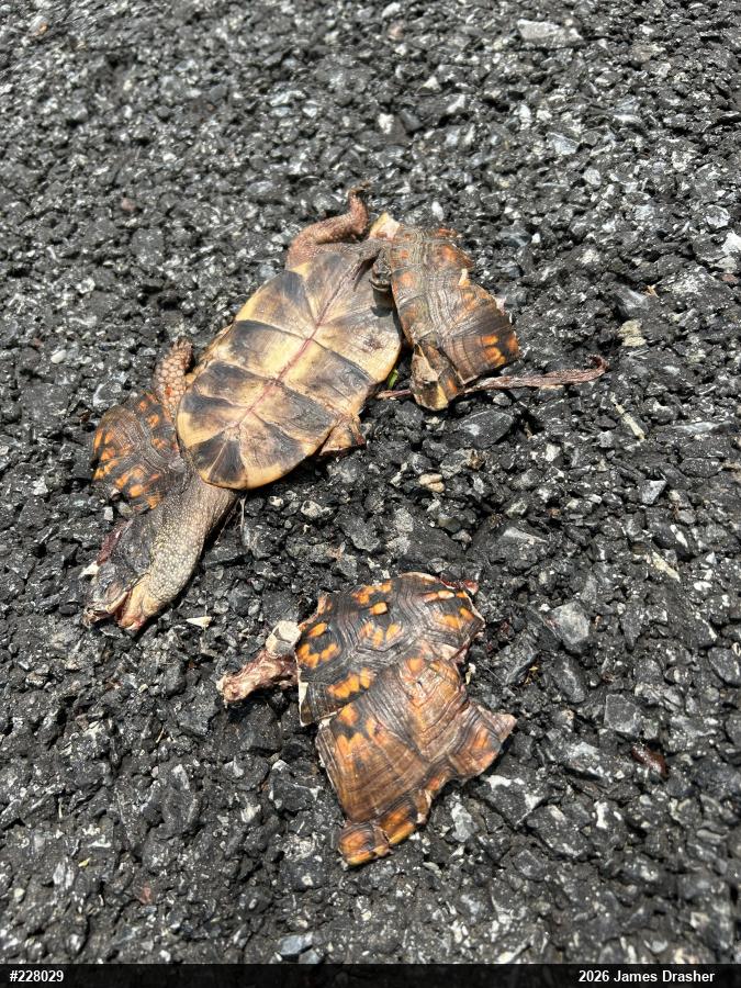 Eastern Box Turtle