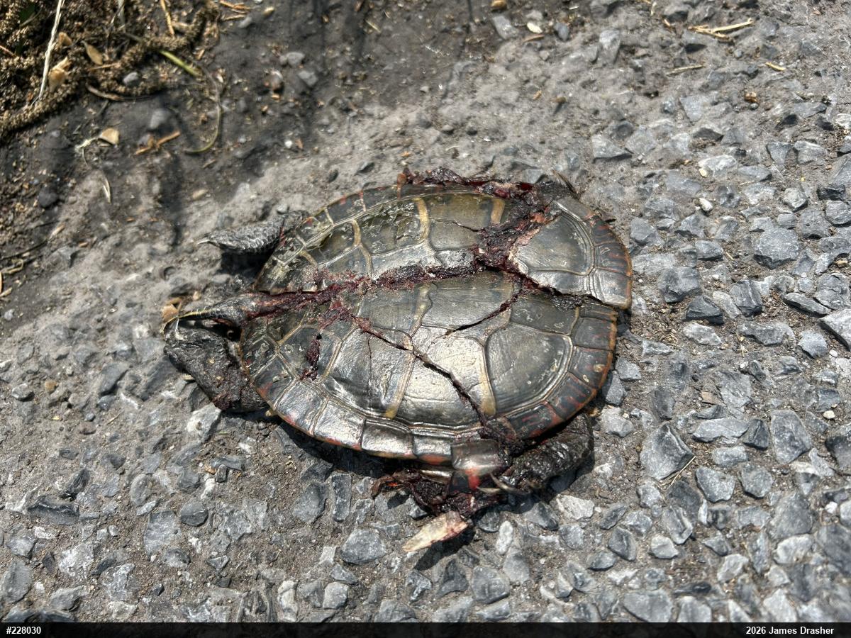 Painted Turtle