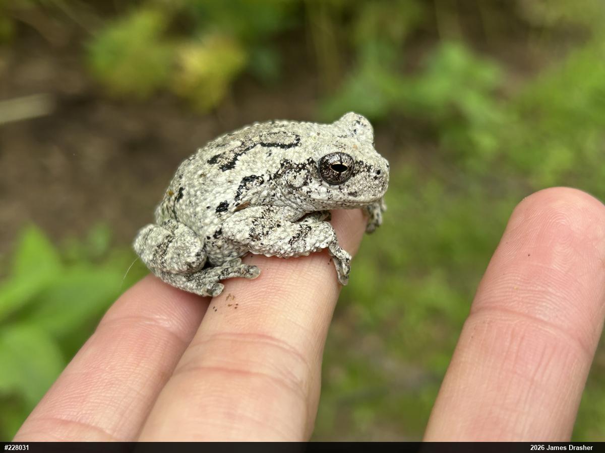 Unknown Gray Treefrog