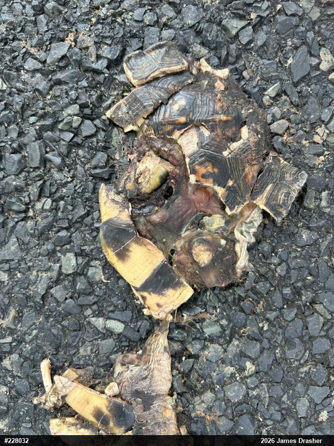 Eastern Box Turtle
