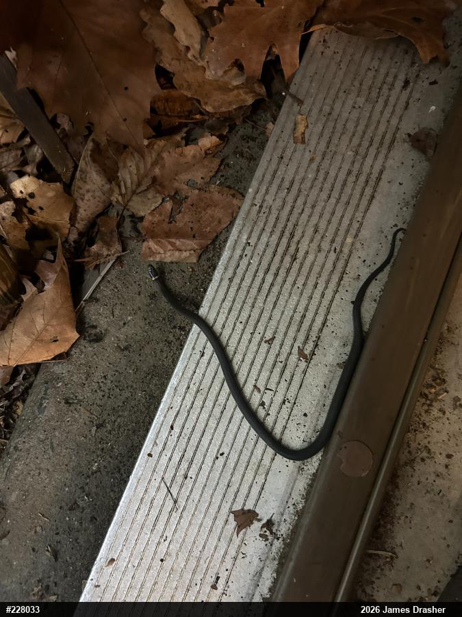 Northern Ring-necked Snake