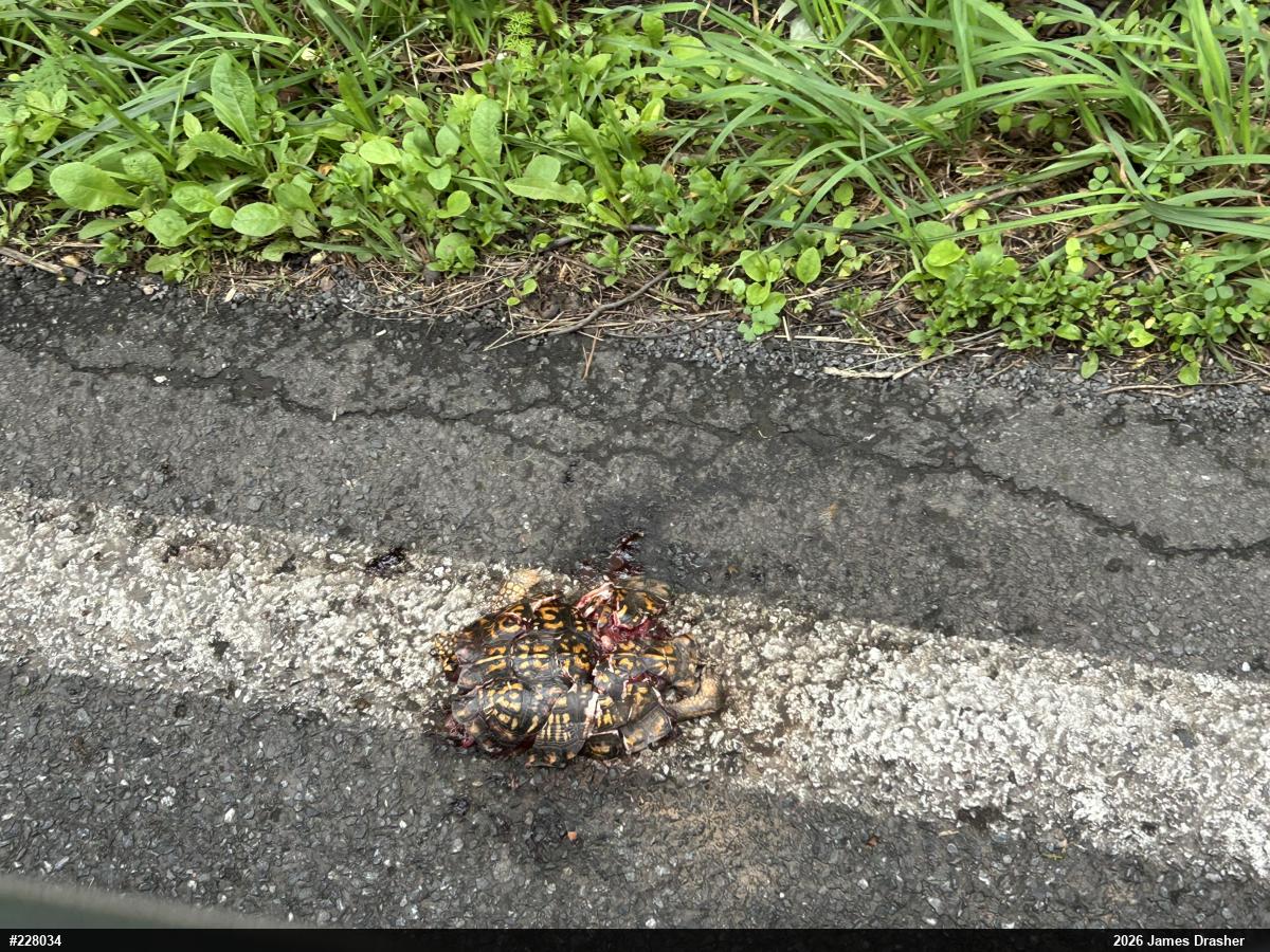 Eastern Box Turtle