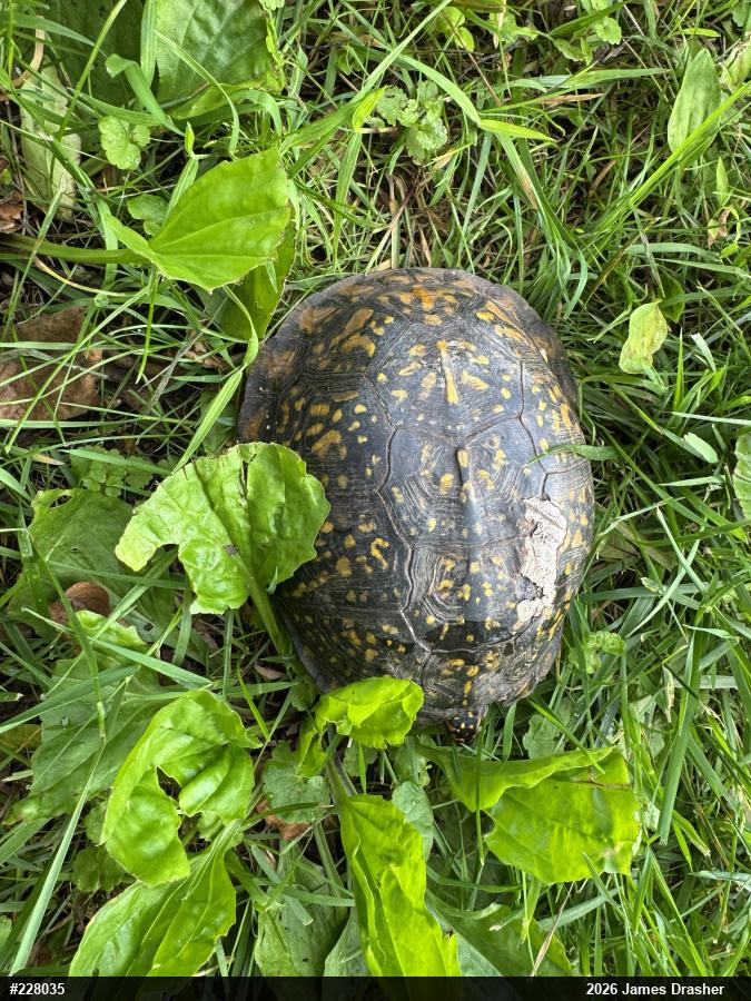Eastern Box Turtle